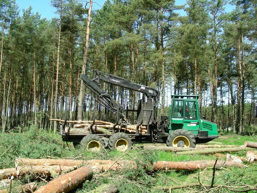 Harwester na pozycji rębnej