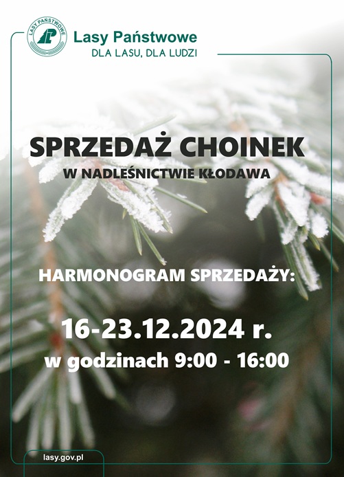 Plakat&#x20;informujący&#x20;o&#x20;sprzedaży&#x20;choinek&#x20;w&#x20;2024&#x20;r&#x2e;