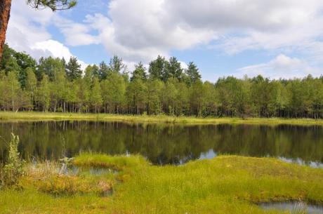 Projekt „Obszary Natura 2000 szansą wzbogacenia różnorodności biologicznej Puszczy Gorzowskiej’’